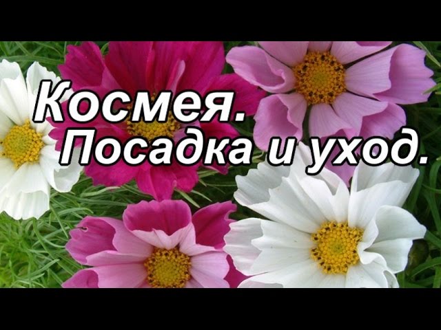 Нажмите, чтобы запустить видео