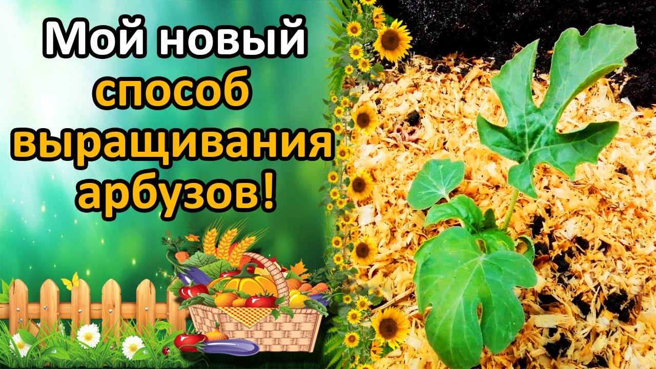 Нажмите, чтобы запустить видео