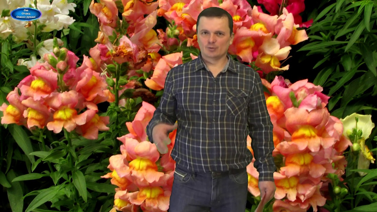 Нажмите, чтобы запустить видео