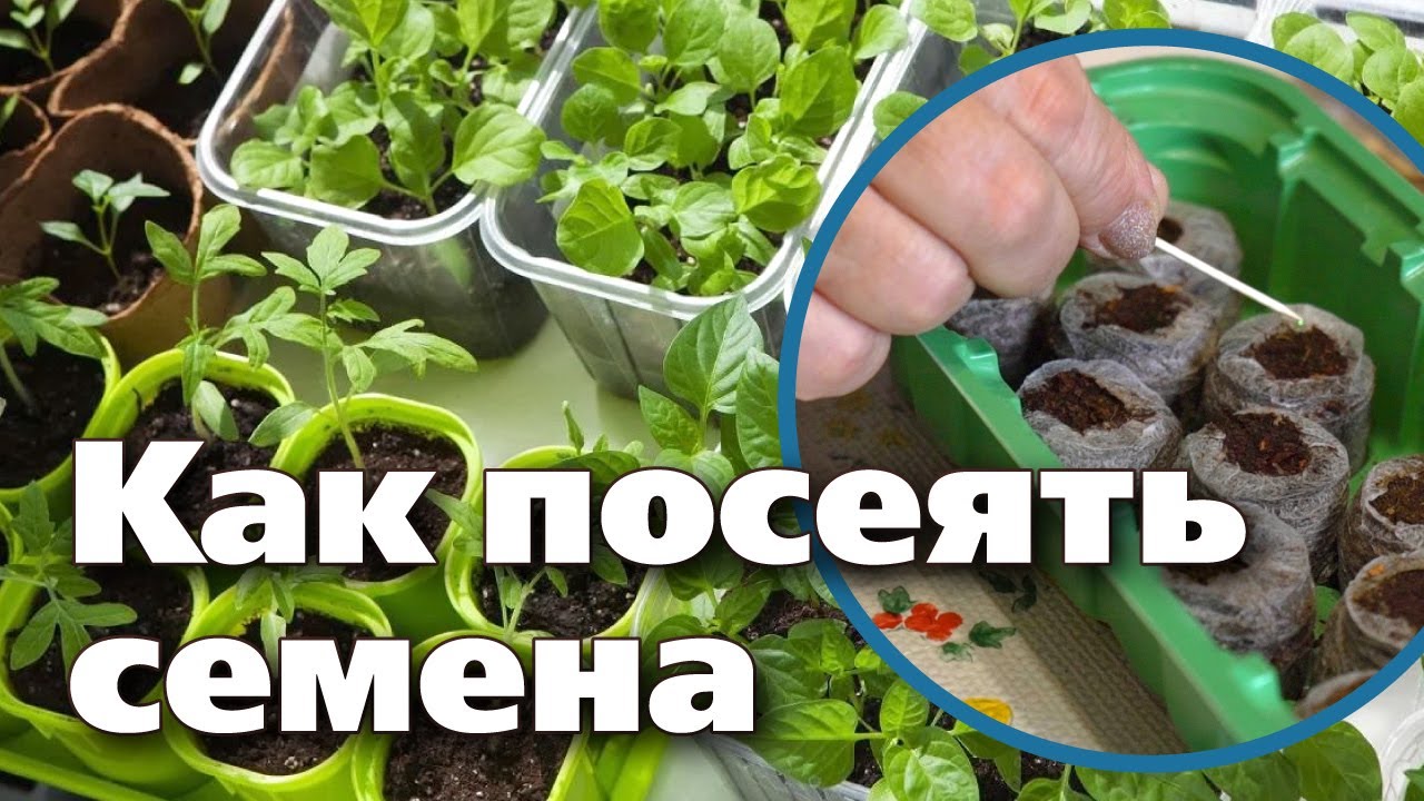 Нажмите, чтобы запустить видео