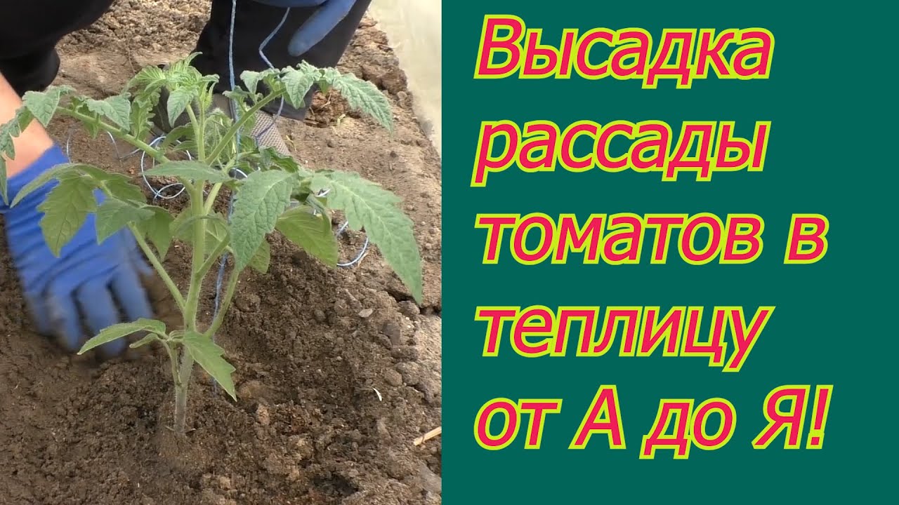 Нажмите, чтобы запустить видео