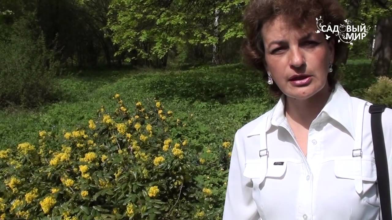 Нажмите, чтобы запустить видео