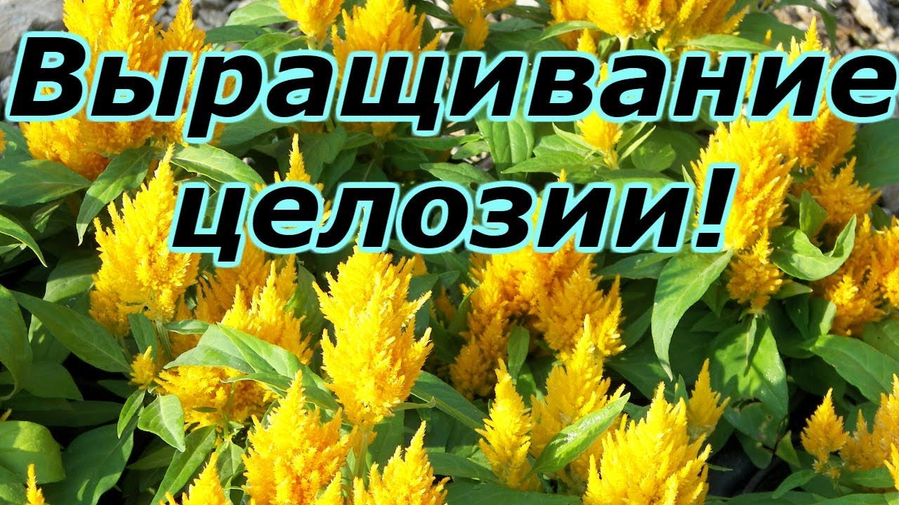 Нажмите, чтобы запустить видео