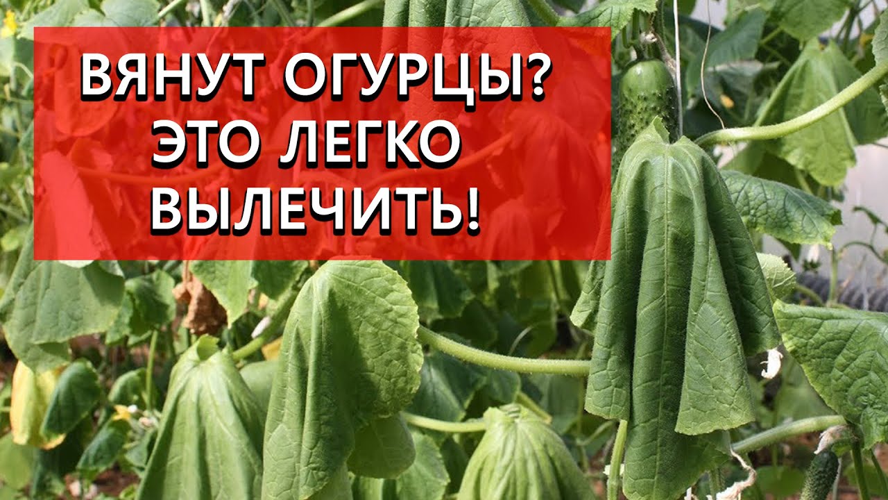 Нажмите, чтобы запустить видео