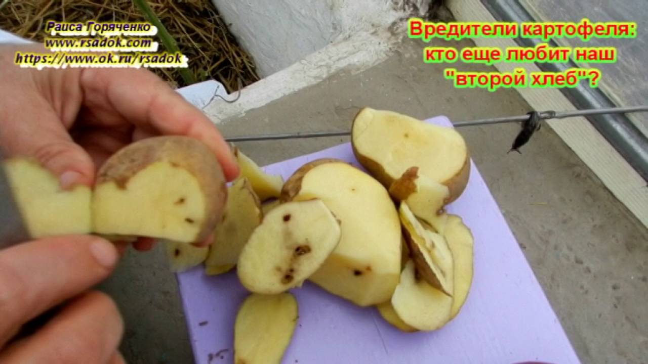 Нажмите, чтобы запустить видео