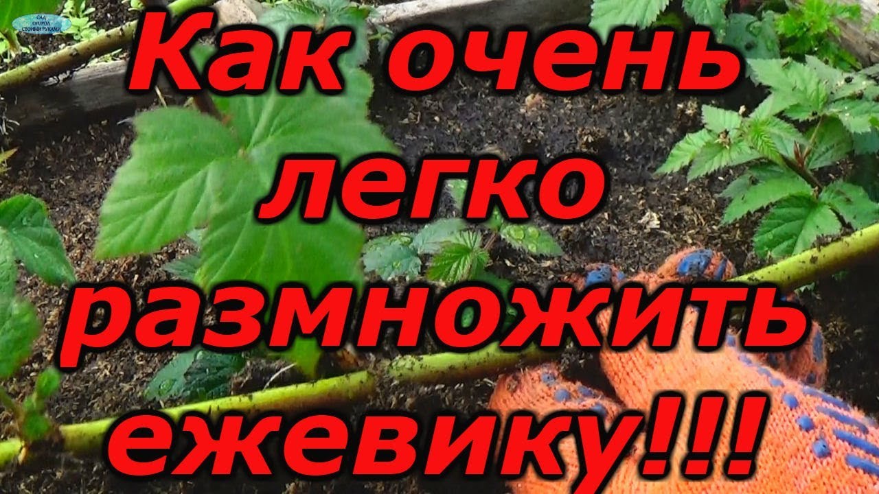 Нажмите, чтобы запустить видео