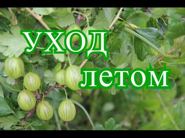 Нажмите, чтобы запустить видео