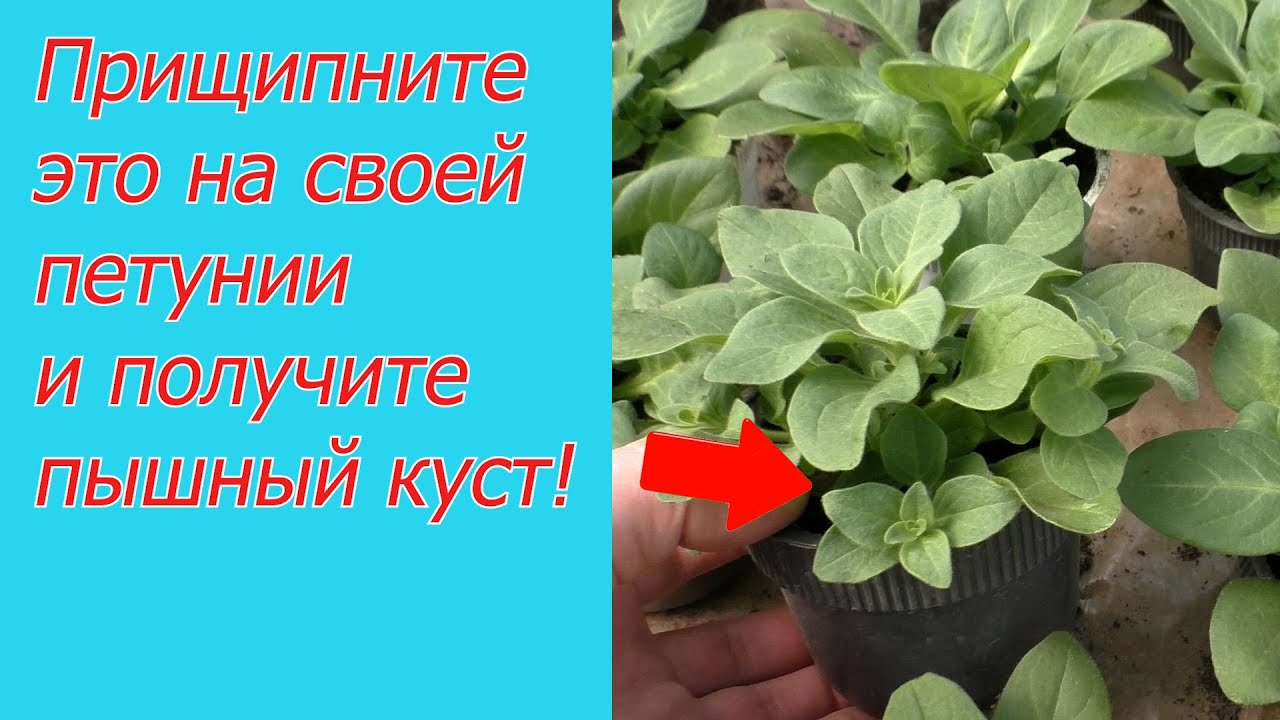 Нажмите, чтобы запустить видео