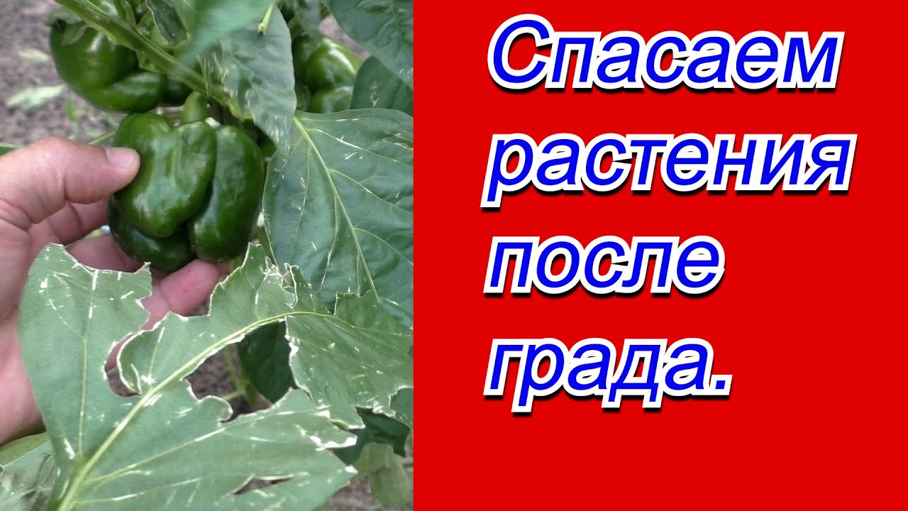 Нажмите, чтобы запустить видео