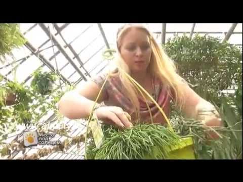 Нажмите, чтобы запустить видео