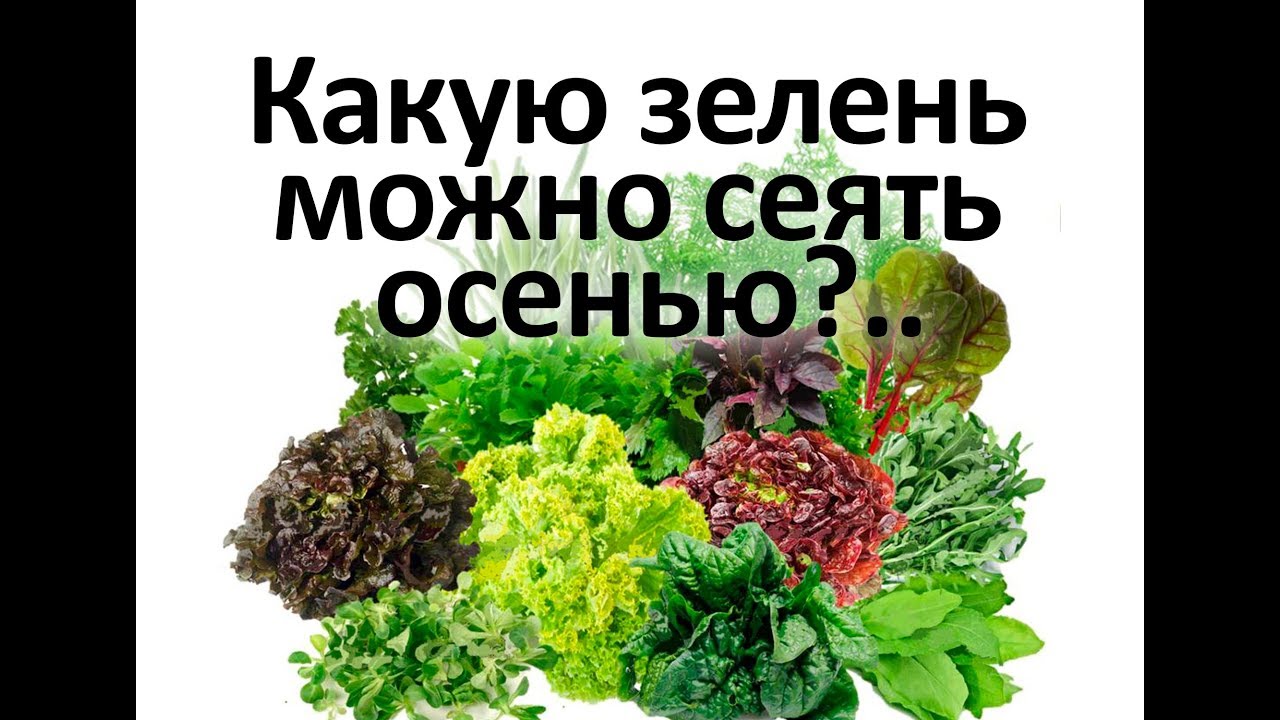 Нажмите, чтобы запустить видео