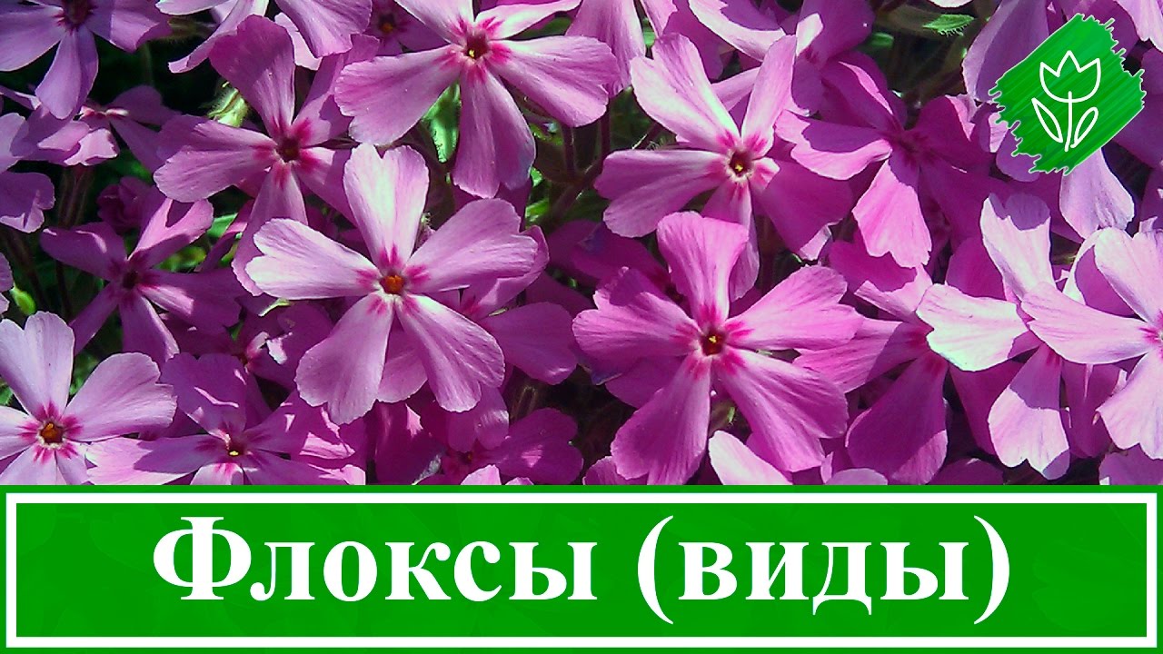 Нажмите, чтобы запустить видео