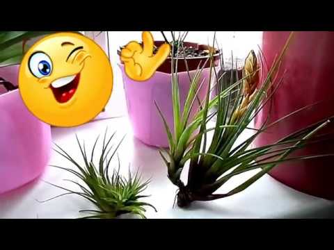 Нажмите, чтобы запустить видео