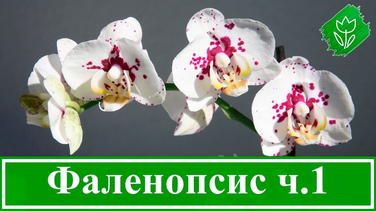 Нажмите, чтобы запустить видео