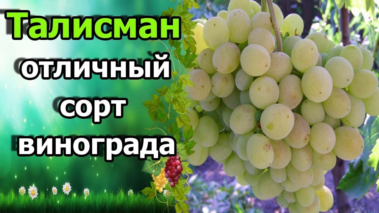 Нажмите, чтобы запустить видео