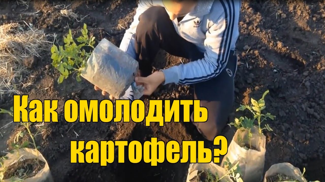 Нажмите, чтобы запустить видео