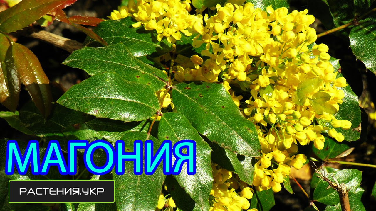 Нажмите, чтобы запустить видео