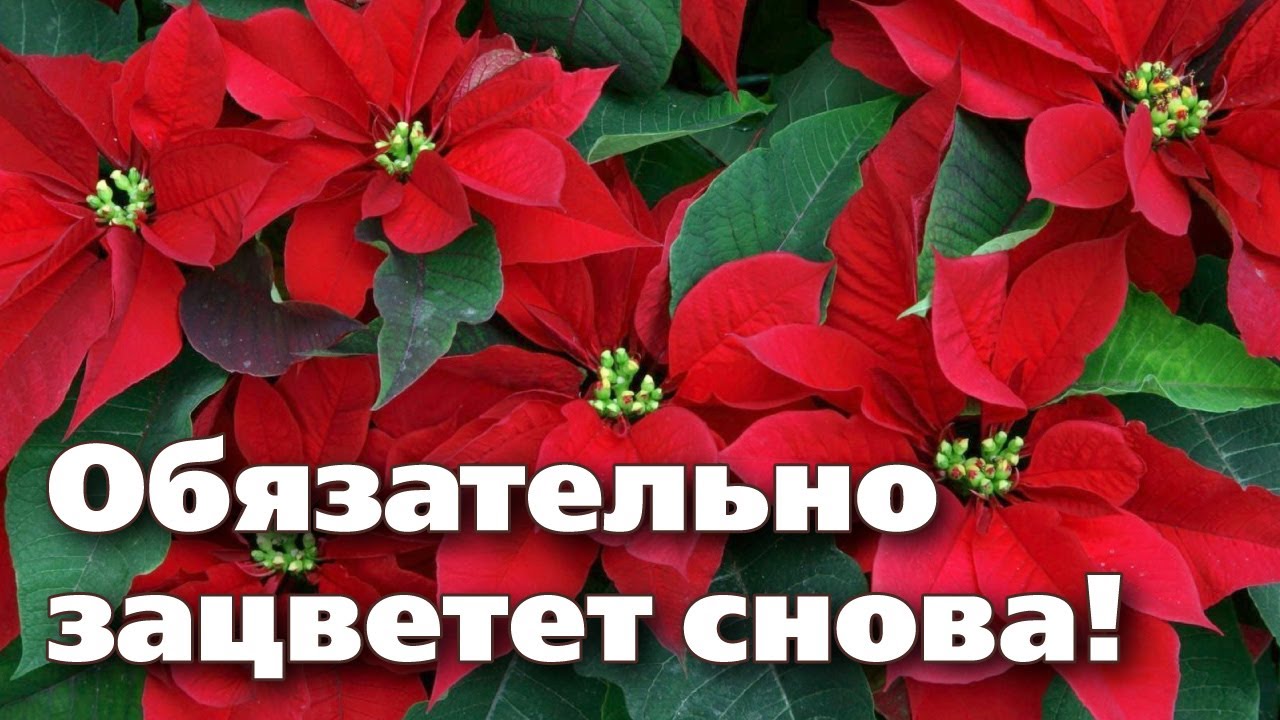 Нажмите, чтобы запустить видео
