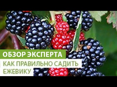 Нажмите, чтобы запустить видео