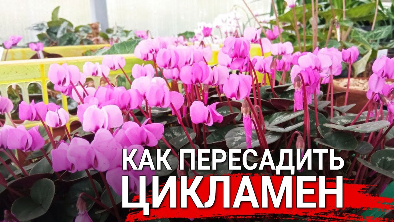 Нажмите, чтобы запустить видео