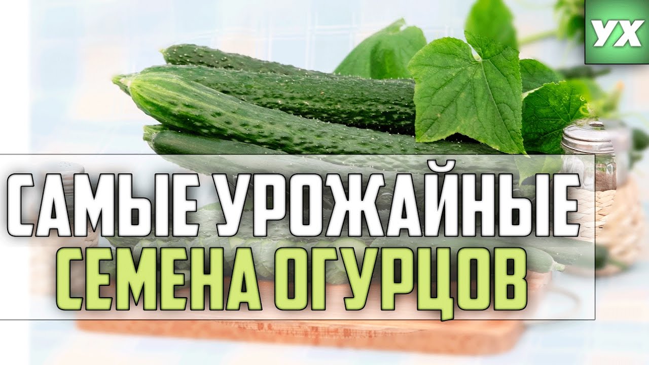 Нажмите, чтобы запустить видео