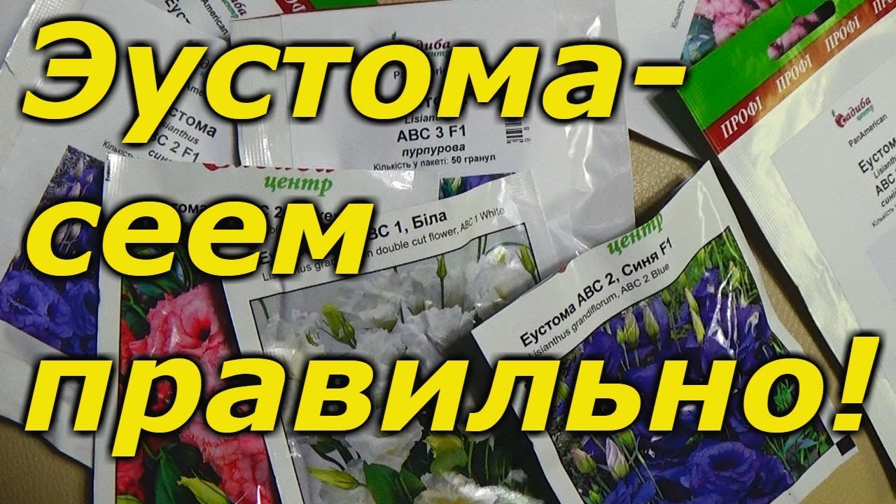 Нажмите, чтобы запустить видео