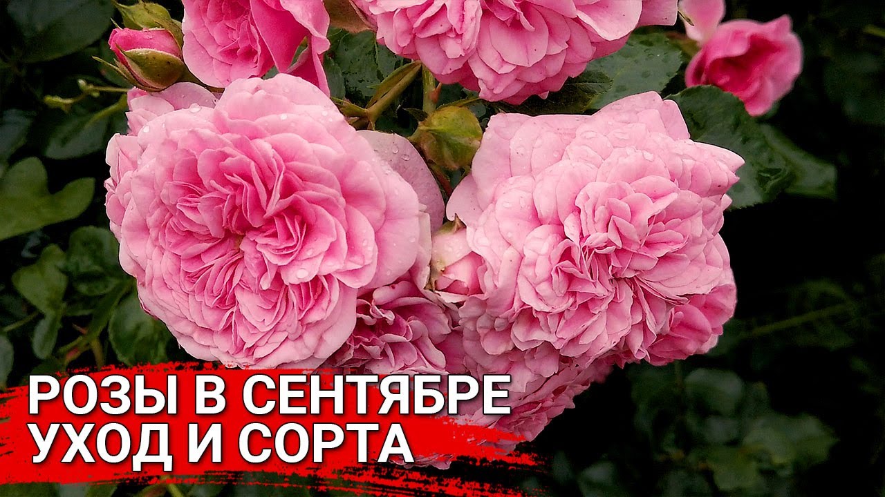 Нажмите, чтобы запустить видео