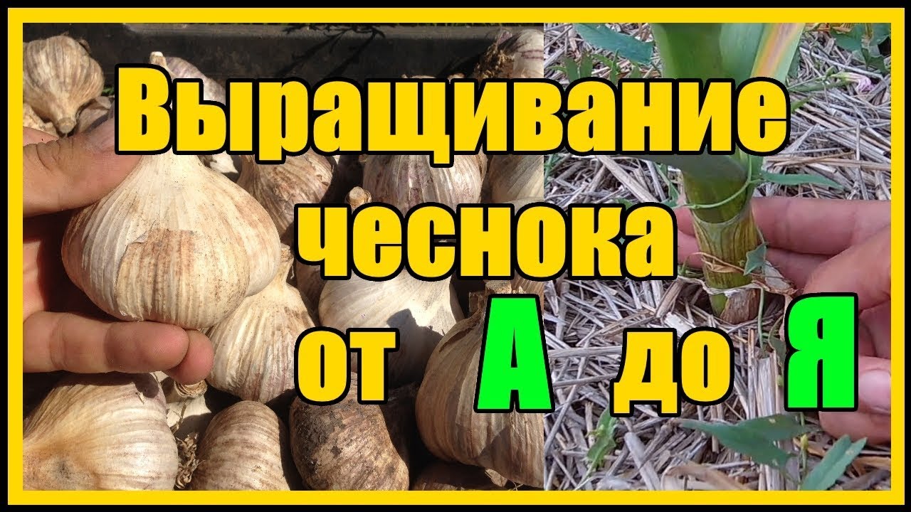 Нажмите, чтобы запустить видео