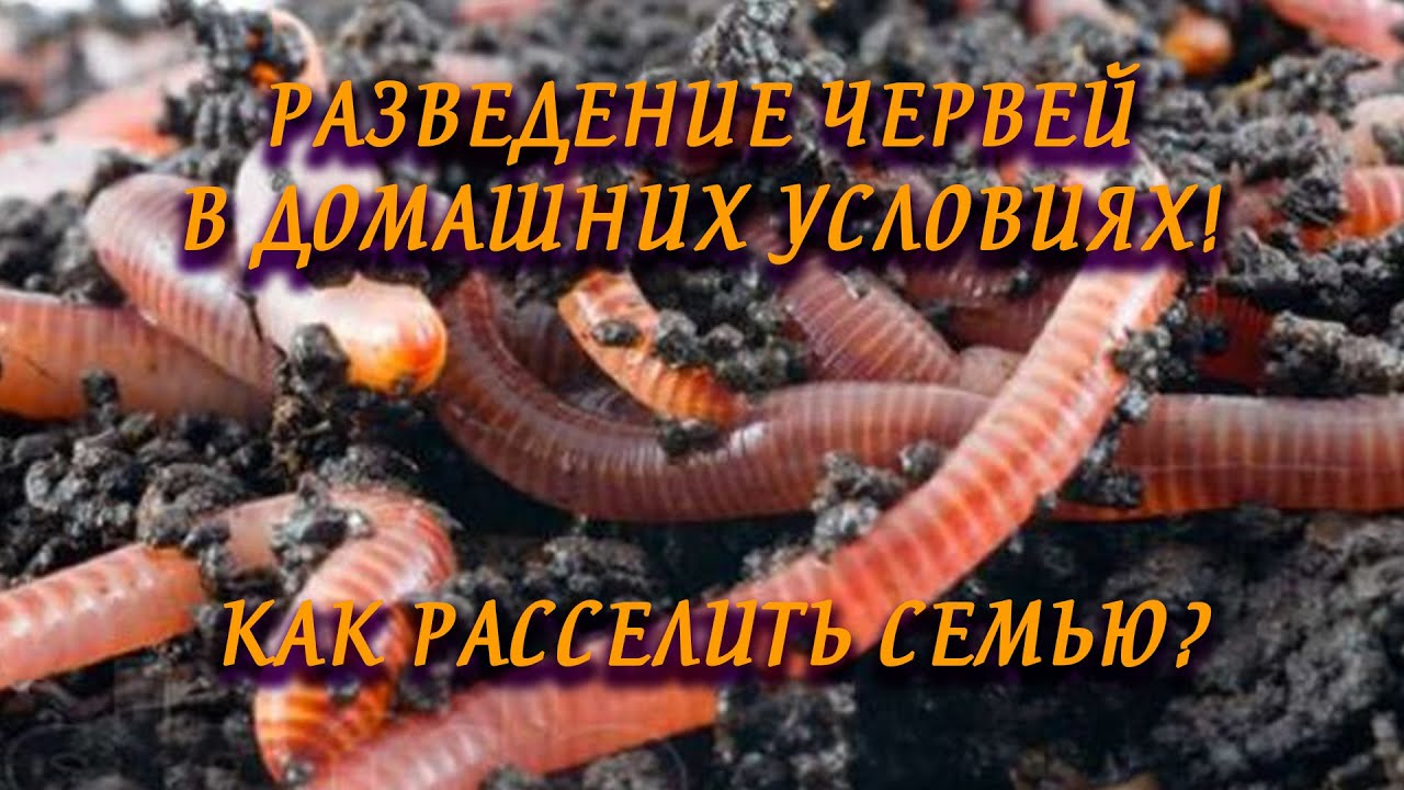 Нажмите, чтобы запустить видео