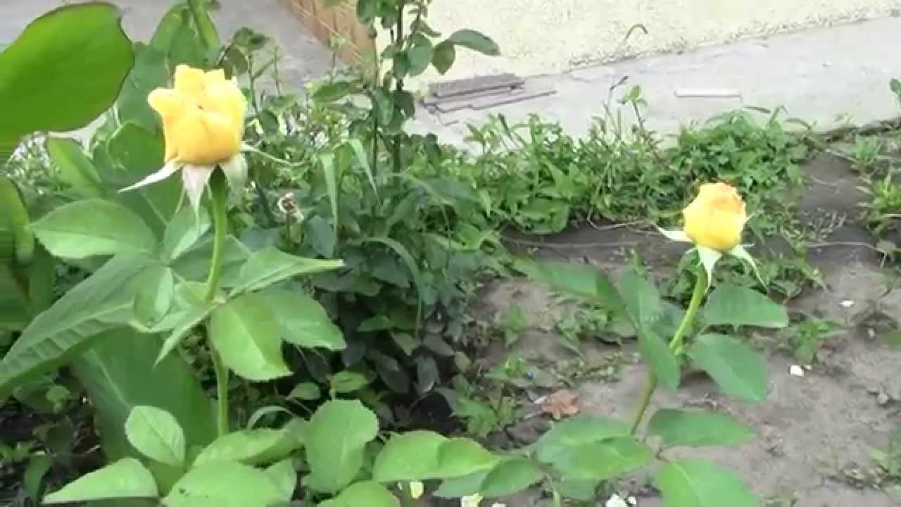 Нажмите, чтобы запустить видео