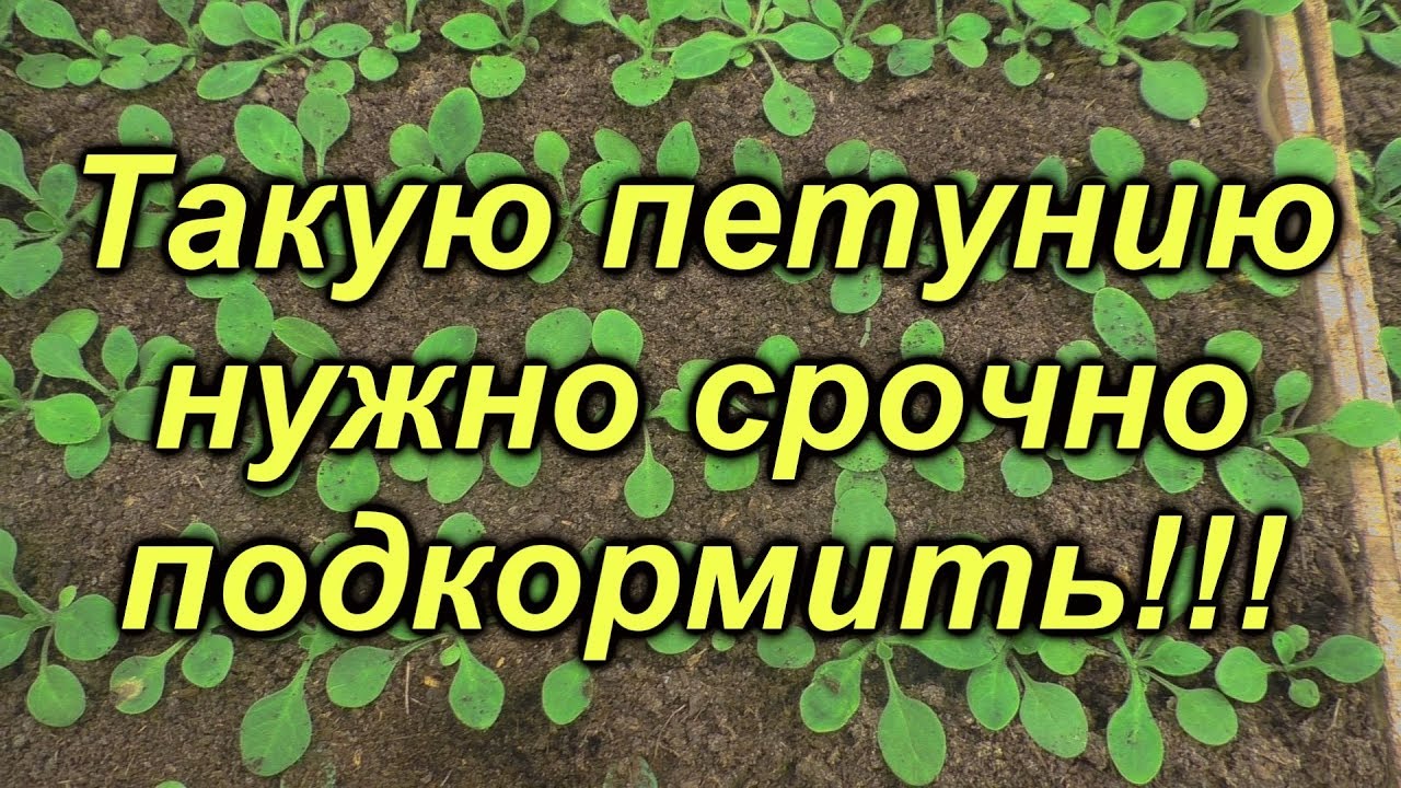 Нажмите, чтобы запустить видео
