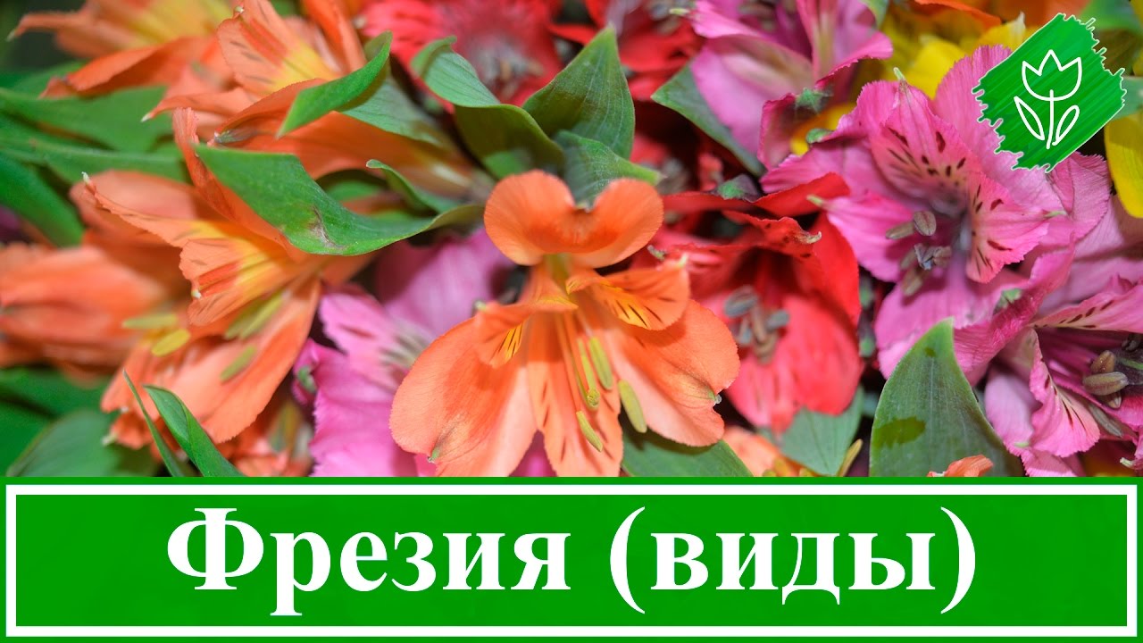 Нажмите, чтобы запустить видео