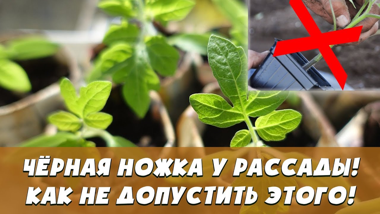 Нажмите, чтобы запустить видео