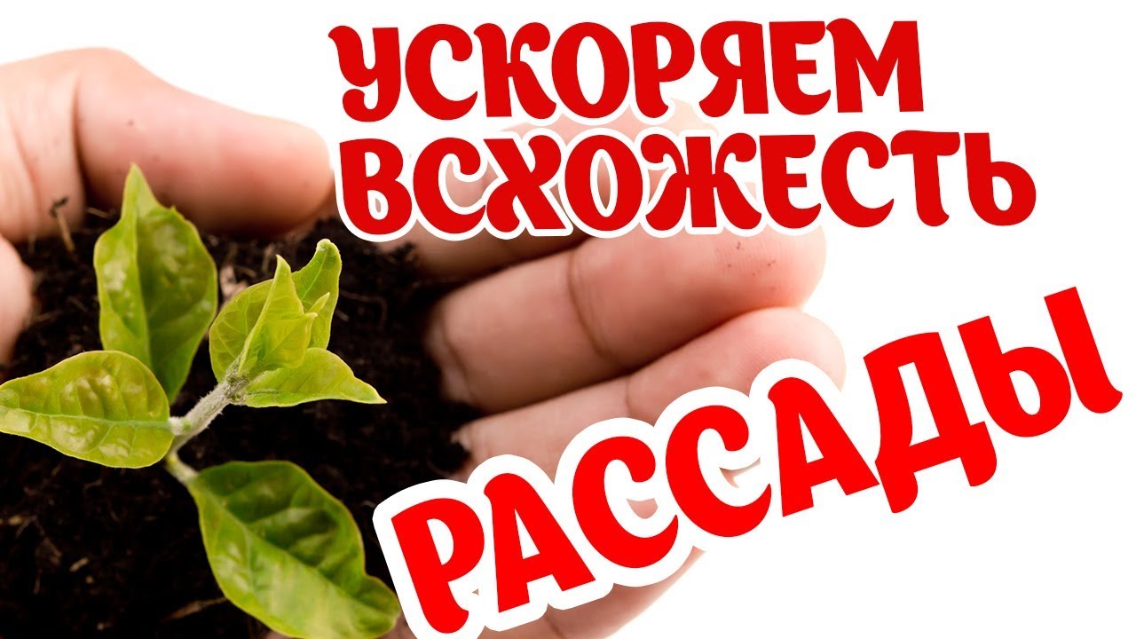 Нажмите, чтобы запустить видео