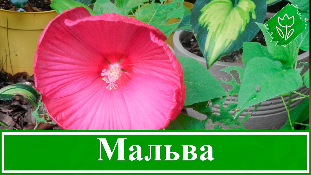Нажмите, чтобы запустить видео
