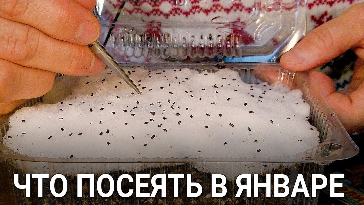 Нажмите, чтобы запустить видео
