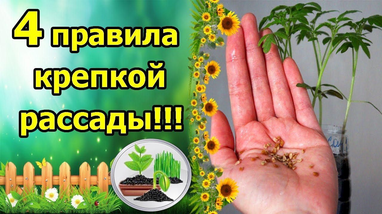 Нажмите, чтобы запустить видео