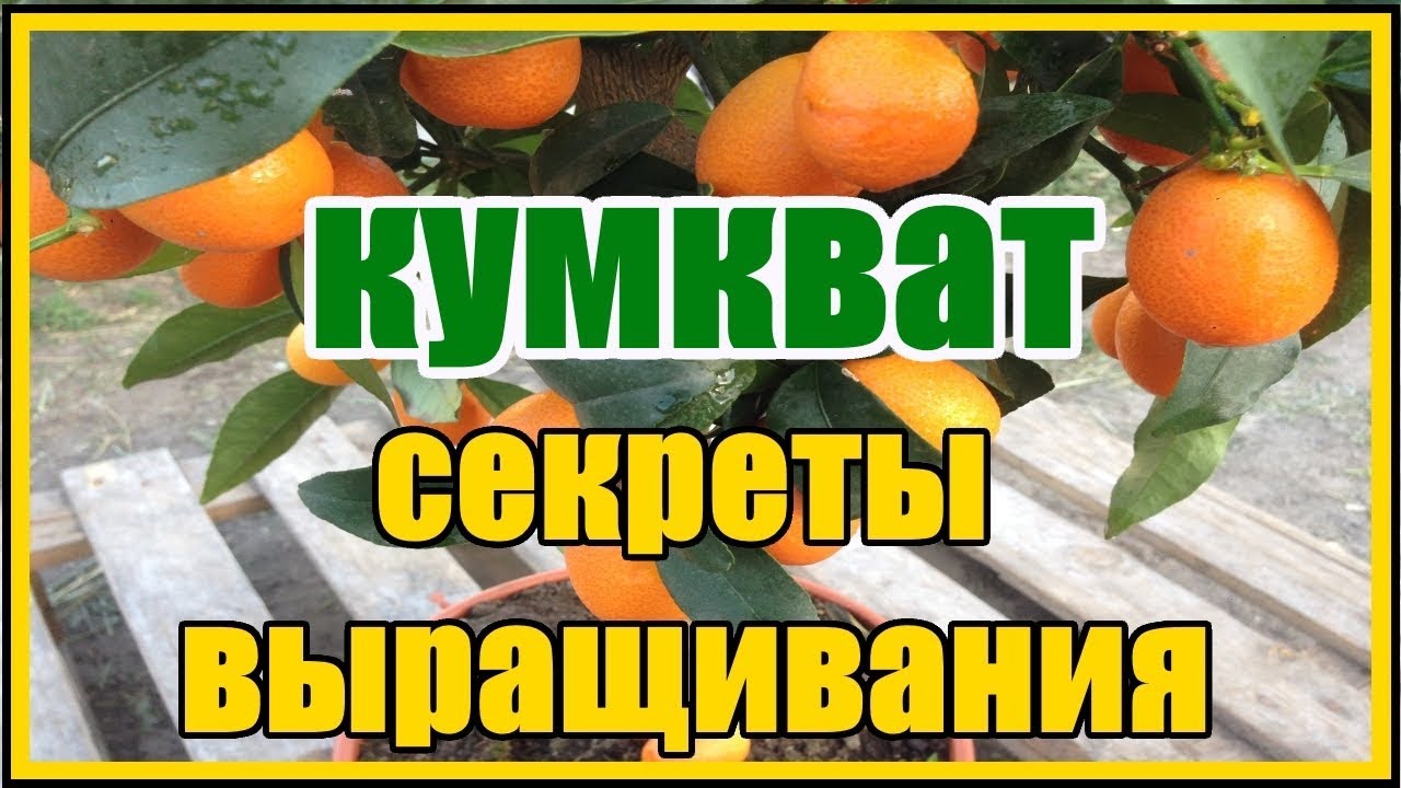 Нажмите, чтобы запустить видео