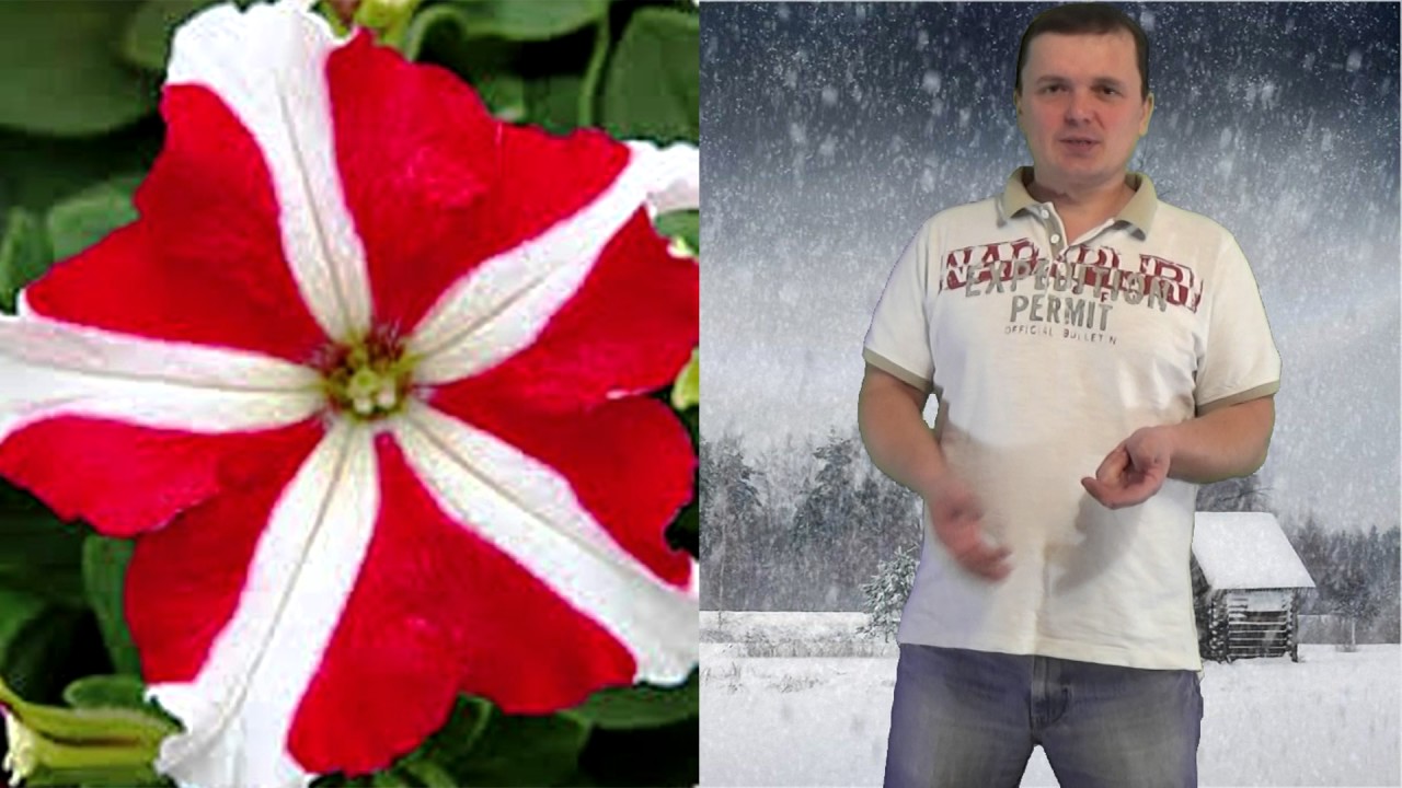 Нажмите, чтобы запустить видео