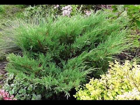 Нажмите, чтобы запустить видео