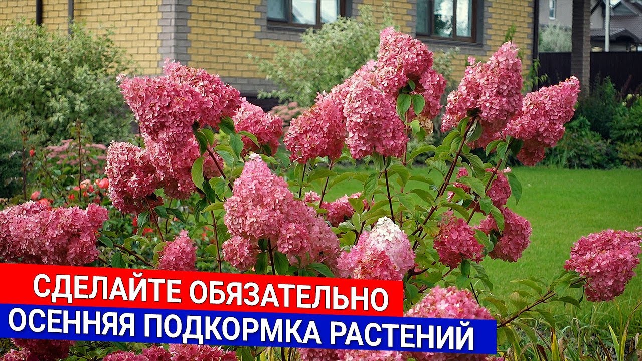 Нажмите, чтобы запустить видео