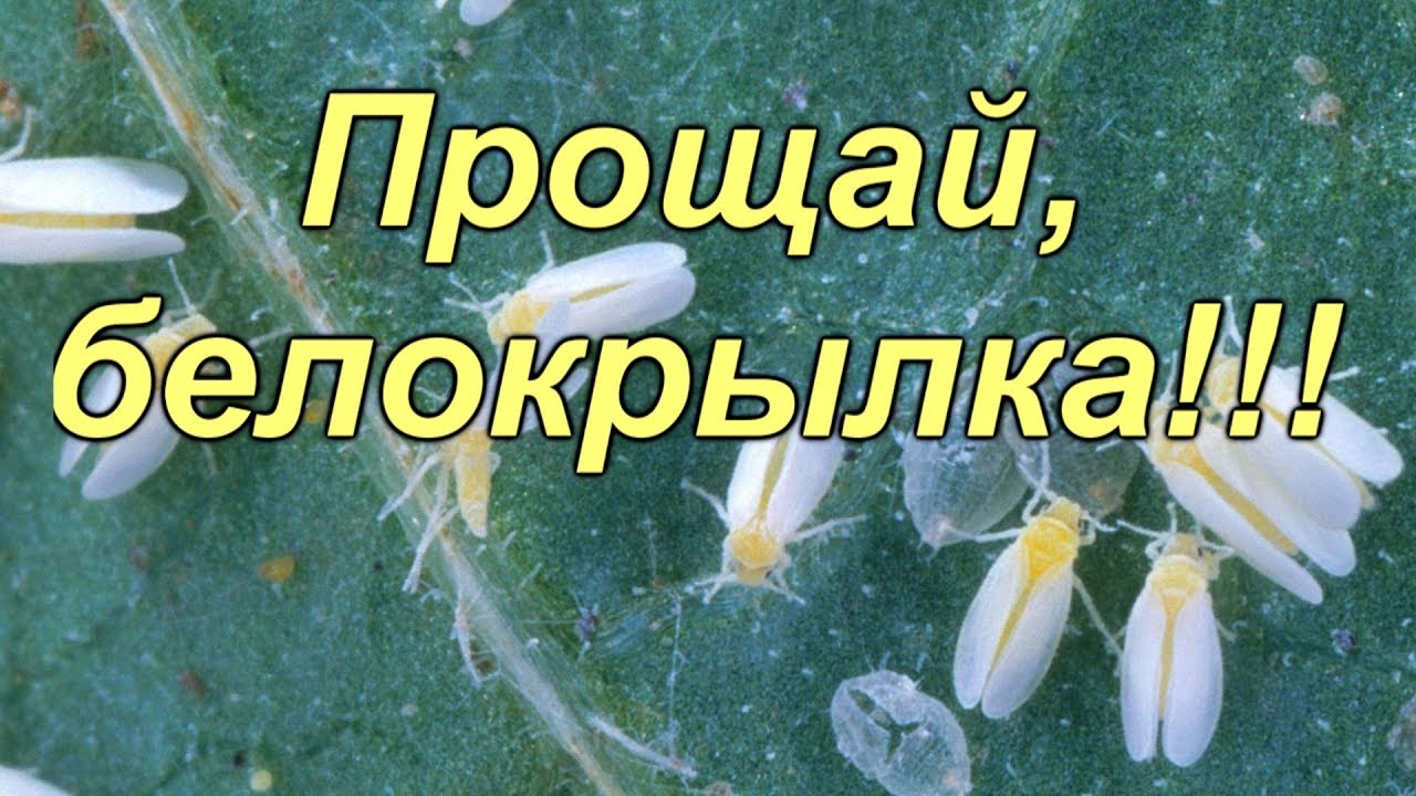 Нажмите, чтобы запустить видео