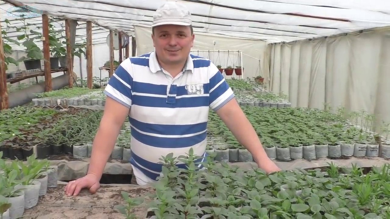 Нажмите, чтобы запустить видео
