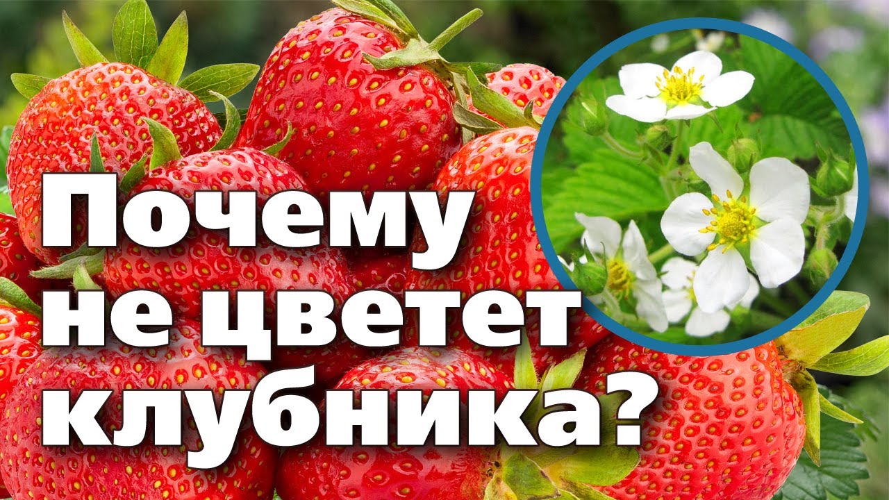 Нажмите, чтобы запустить видео