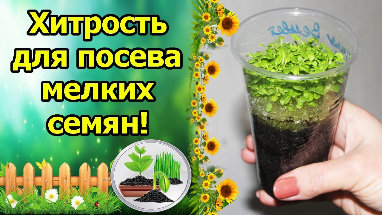 Нажмите, чтобы запустить видео