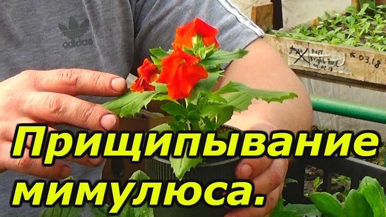 Нажмите, чтобы запустить видео