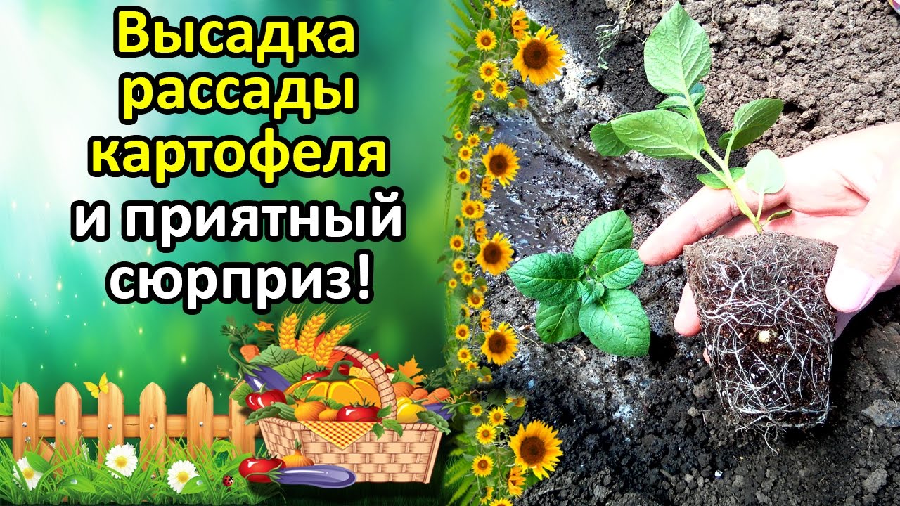 Нажмите, чтобы запустить видео
