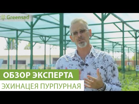 Нажмите, чтобы запустить видео