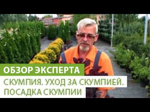 Нажмите, чтобы запустить видео
