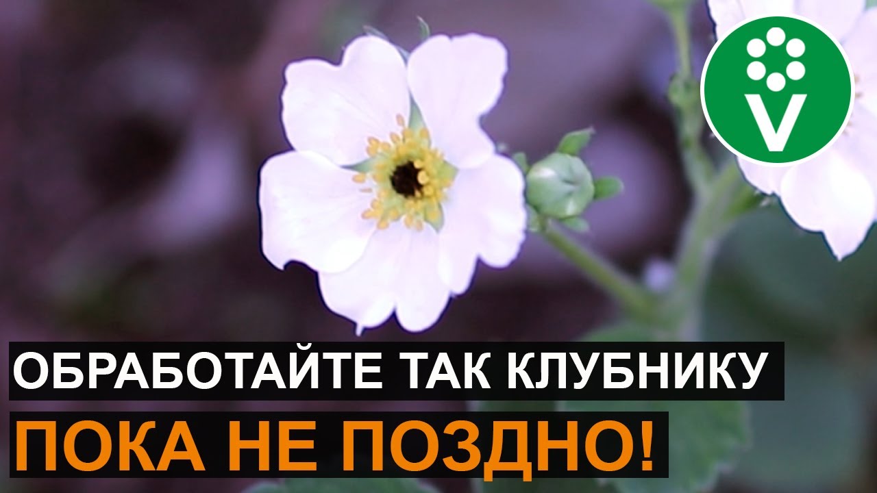 Нажмите, чтобы запустить видео